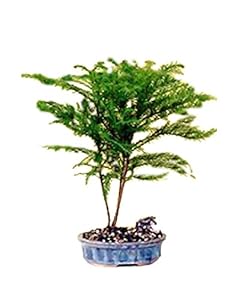 Amazon.com : Bonsaiboy Norfolk Island Pine-Medium ...
