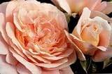 �n�C�u���b�h�e�B�[�F�U���K�[�n�E�U�[���r���E���X���[�[��c[�o���c][�A���e�B�[�N]