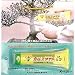 Bonsai Pruning Compound - Callousmate