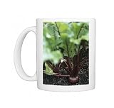 Beetroot (Beta vulgaris Bolthardy) Photo Mugs