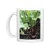 Photo Mugs of Beetroot (Beta vulgaris Bolthardy) from Science Photo Library