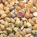 Petco River Rock Shallow Creek Aquarium Gravel, 5 lbs.