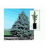 Colorado Spruce