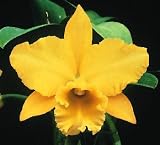 Blc Kure Beach 'Lenette #2' x Blc George King 'Southern Cross' AM/AOS