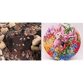 All Star Chocolate 8" Coffee Cake (Easter Gift Tin)