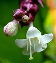 Gold Lantern Himalayan Honeysuckle 10 Seeds