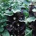 Nigra Hollyhock Seed