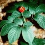 KOREAN GINSENG - 6 Seeds - PANAX sp
