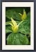 Framed Prints of DAD-1806 Trillium chloropetalum - a herbaceous perennial that likes moist shady from Ardea Wildlife Pets