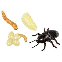 Mealworm Life Cycle Stages