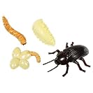Life Cycle Stages Mealworm