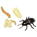 Mealworm Life Cycle Stages