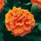 Marigold Seeds - Marigold Janie Deep Orange