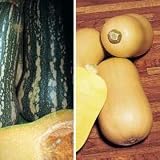 Butternut Squash Seeds Duo Collection