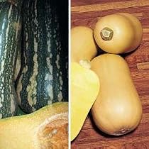 Butternut Squash Seeds Duo Collection