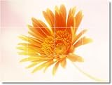 Flower Picture Back Splash Tile Mural F054 | 12.75x17 using (12) 4.25x4.25 tiles Flower Picture Back Splash Tile Mural F054 | 12.75x17 using (12) 4.25x4.25 tiles