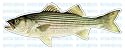 STRIPED BASS -Fish Decal- sticker truck fishing boat