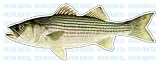 STRIPED BASS -Fish Decal- sticker truck fishing boat by Decal Quest