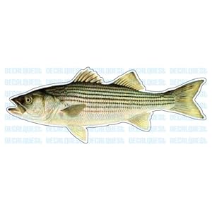 STRIPED BASS -Fish Decal- sticker truck fishing boat