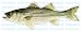 Sporting Goods : STRIPED BASS -Fish Decal- sticker truck fishing boat