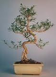 Bonsai Boy's Chinese Flowering White Serissa S-Shape - Large<br>Bonsai Tree of a Thousand Stars<br><i>(Serissa Japonica)</i>