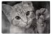 Kikkerland Lenticular Kitty Placemats, Set of 4