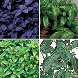 Herb Seeds - Culinary Basil Collection
