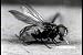 Search : Classic Insect Science Films on 2 DVDs: Vintage Footage of Insects