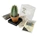 Grow your own Saguaro Cactus Kit - Incubator - Cactus Seeds - Southwest Arizona Southwestern Gift Idea - Seed Propagation - Desert Souvenir