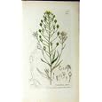 CAMELINA SATIVA PLANT 1803 SOWERBY BOTANICAL PRINT