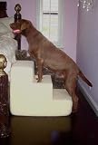Pet Stairs Petstairz 3 Step Big Dog Foam Pet Step and Pet Stair with Beige Removable and Washable High Curly Pile Shearling Cover for Pets up to 70lbs.
