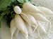 White Icicle Radish - 800 Seeds