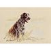 German Wirehaired Pointer Limited Edition Print and Signed by the Artist Gill Evans