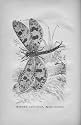 ANT LION Poster reprint from illustration by Baker of Chicago out of CECIL'S BOOKS of NATURAL STUDY -- 1885 by Peabody. (Poster reprint 11x17 inches)