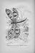ANT LION Poster reprint from illustration by Baker of Chicago out of CECIL'S BOOKS of NATURAL STUDY -- 1885 by Peabody. (Poster reprint 11x17 inches)