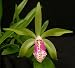 Bc Binosa = Brassavola nodosa Bills Spots x C bicolor Mendenhall-Beta 4N