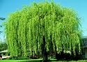 Wisconsin Weeping Willow