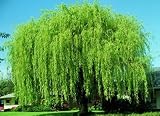 Wisconsin Weeping Willow