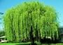 Wisconsin Weeping Willow