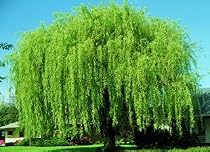 Wisconsin Weeping Willow