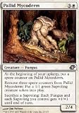 Pallid Mycoderm Foil