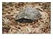 An Eastern Box Turtle Has Partially Withdrawn into its Shell as a Defensive Measure P...
