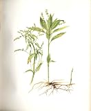 Perrin Ltd Ed 1914 Flowering Plant DOG'S MERCURY