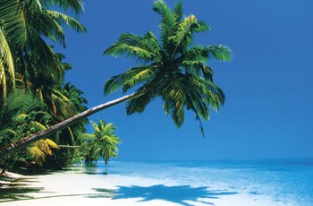 Maldives (Palm Tree Over Beach) Black Wood-Mounted Art Poster Print - 24