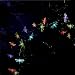 Kitchen & Housewares : Premier 10 Rainbow Mesh Dragonfly Lights
