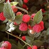 Organic Red Raspberry 25 Seeds $2.79