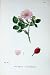Botany Plants C1902 Common Sweet Briar Rosa Rubiginosa