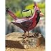 Cardinal Watering Can