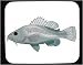 Decorated Mouse Pad with fish, fisk, anatomi, animal