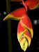 Lobster Claw or False-Bird-Of-Paradise, Heliconia Rostrata, Flower Photographic Poster Print by Joe Petersburger, 12x16
